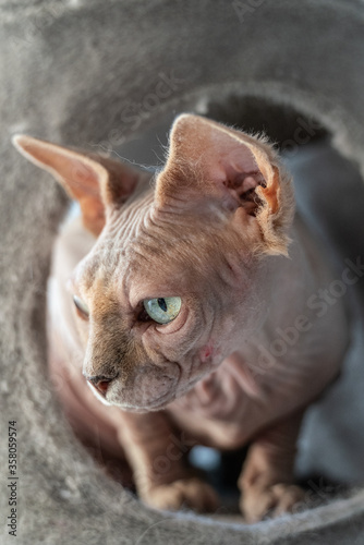 Canadian Sphinx. green-eyed cat