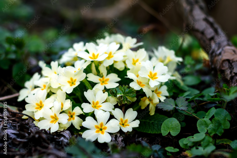 Blooming primroses in the spring Blooming primroses in the spring