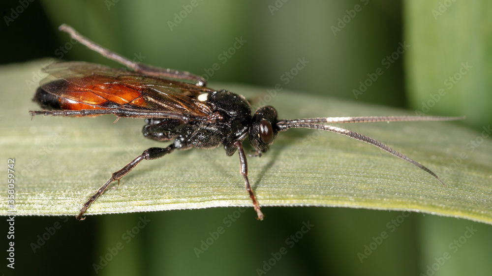 Fototapeta premium A fly on a green leaf on nature.