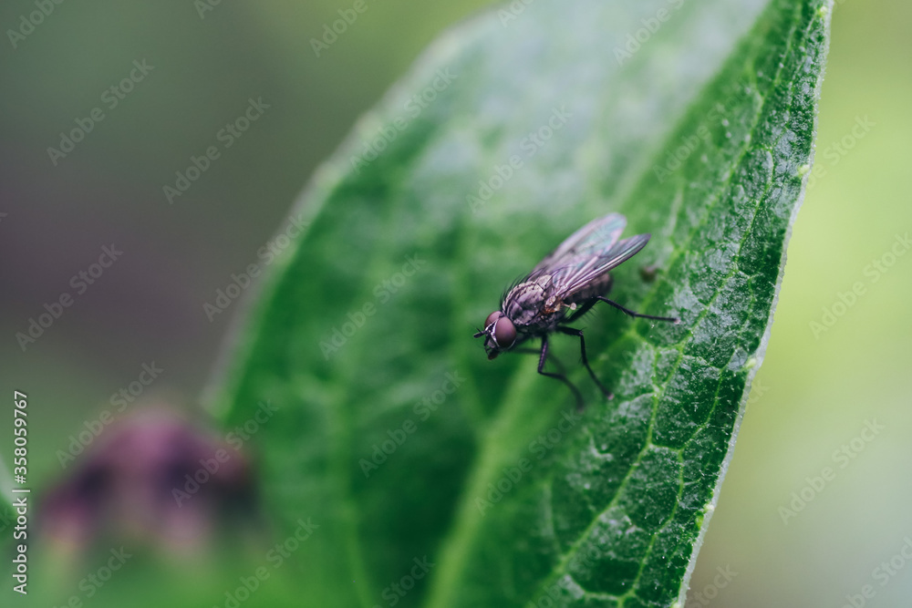 Macro photo of a fly on leaf in the garden Macro photo of a fly on leaf in the garden