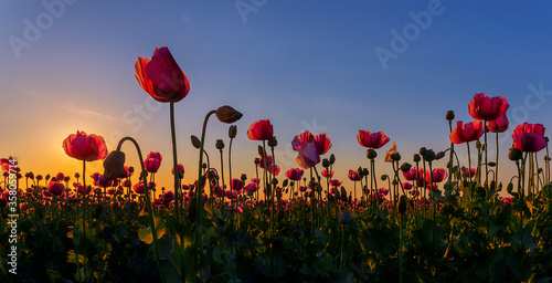 Canvas Print Flowering opium poppy field, purple colored poppy, papaver somniferum