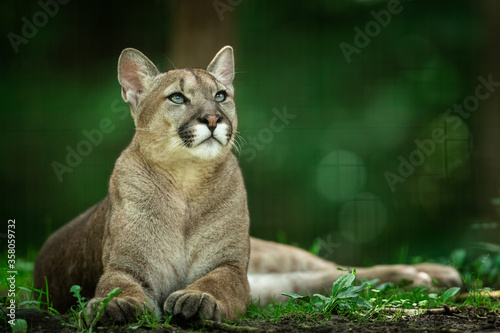 Puma dying in the forest