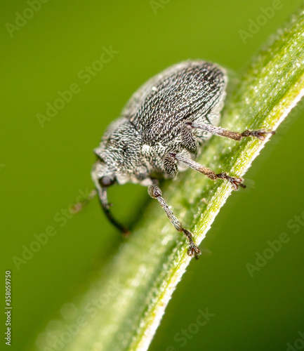 Close-up of a beetle on a plant © schankz