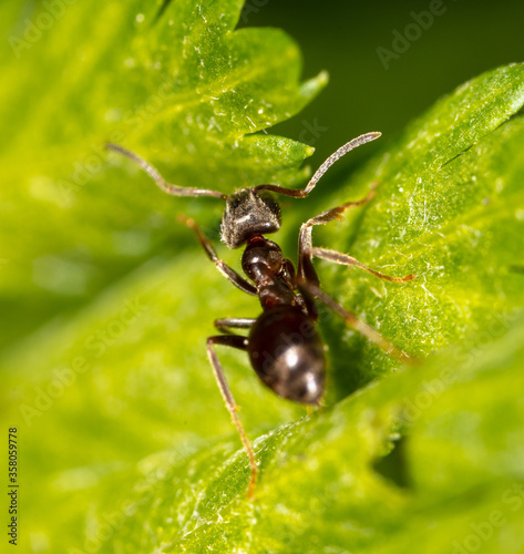 Closeup of an ant on a leaf on nature. © schankz