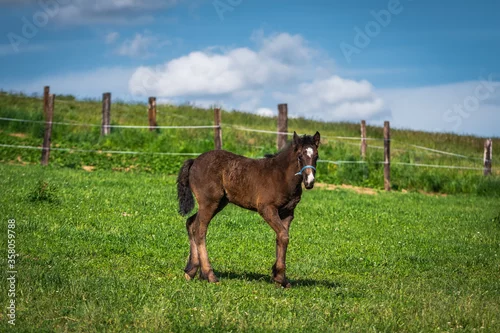 Obraz zwierzęta hodowlane, Polska, Małopolska, stadnina