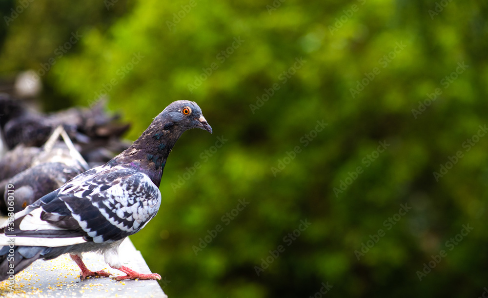 Obraz premium Racing pigeon comes home.Portrait of birds.
