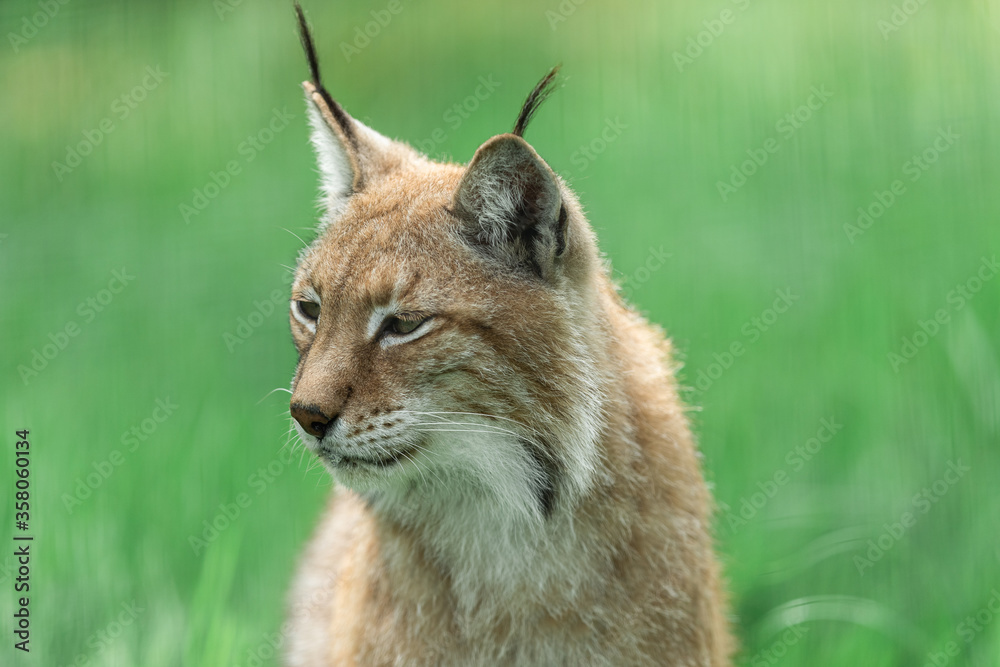 Obraz premium Portrait of Lynx in the forest