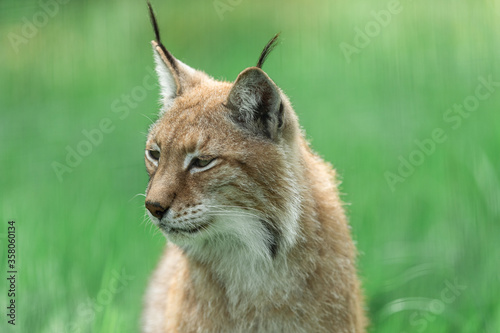 Portrait of Lynx in the forest