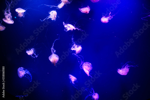 Beautiful jellyfish, medusa in the neon light with the fishes. Aquarium with blue jellyfish and lots of fish. Making an aquarium with corrals and ocean wildlife. Underwater life in ocean jellyfish.