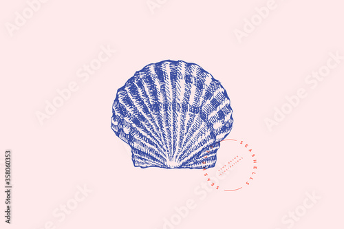 Realistic hand-drawn scallop shell. Ancient saltwater clam, conch engraved line. Fauna of the sea and ocean in retro style. Design element for menu, invitation, poster, postcard.
