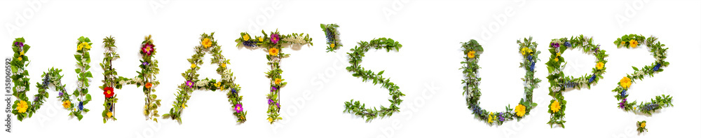 Flower, Branches And Blossom Letter Building English Word Whats Up. White Isolated Background