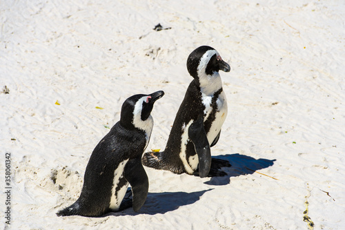 It's Couple of Magellanic penguins walk over the sand