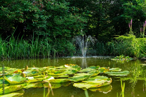 Reflection of stream of water from cascading fountain on emerald surface of pond in shady garden. In foreground are flowers of water lilies or lotuses in soft focus. Freshness and cool on sunny day.