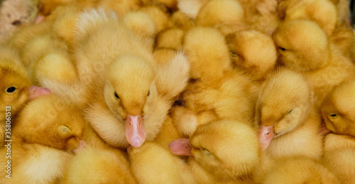 Little yellow ducklings