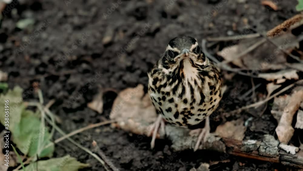 Small thrush chick fell out of the nest and is sitting on grass close up. Сhick fell out of the nest. Nature concept. Wildlife. Small thrush chick fell out of the nest and is sitting on grass close up. Сhick fell out of the nest. Nature concept. Wildlife.