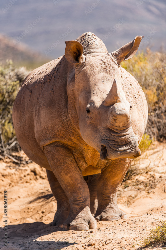 Fototapeta premium Animals in South Africa