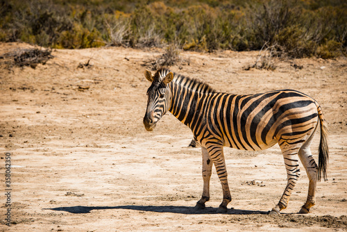 Animals in South Africa