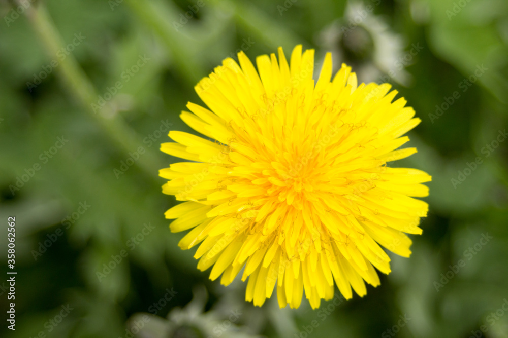 Yellow dandelion flower on a background of green grass Yellow dandelion flower on a background of green grass