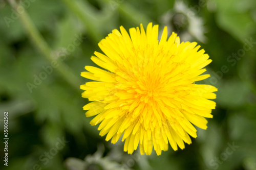 Yellow dandelion flower on a background of green grass