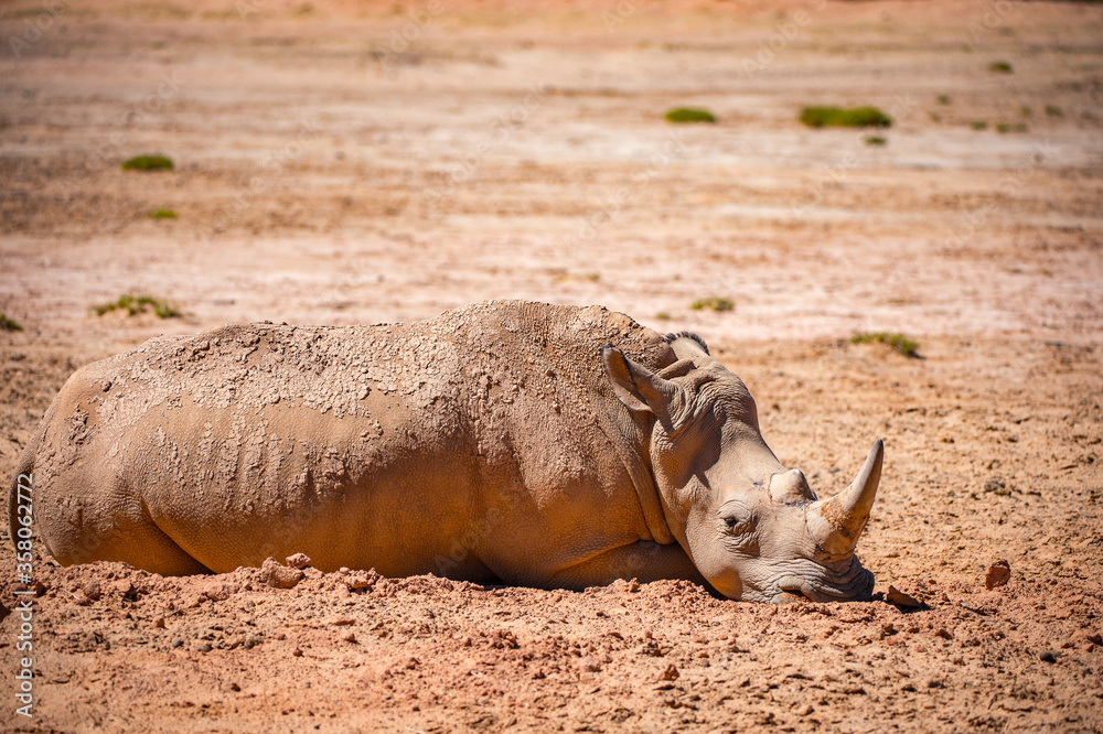 Fototapeta premium Animals in South Africa