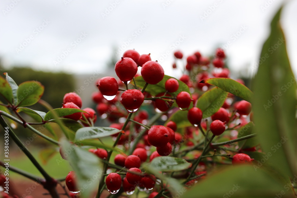 Obraz premium berries with water droplets hanging onto them.