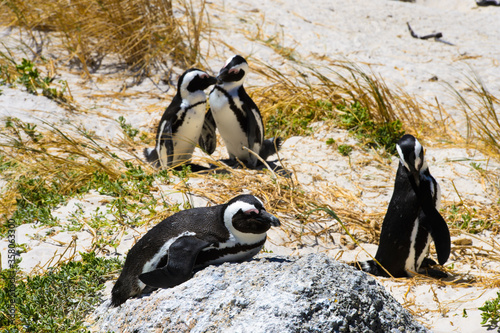 Penguins in South Africa