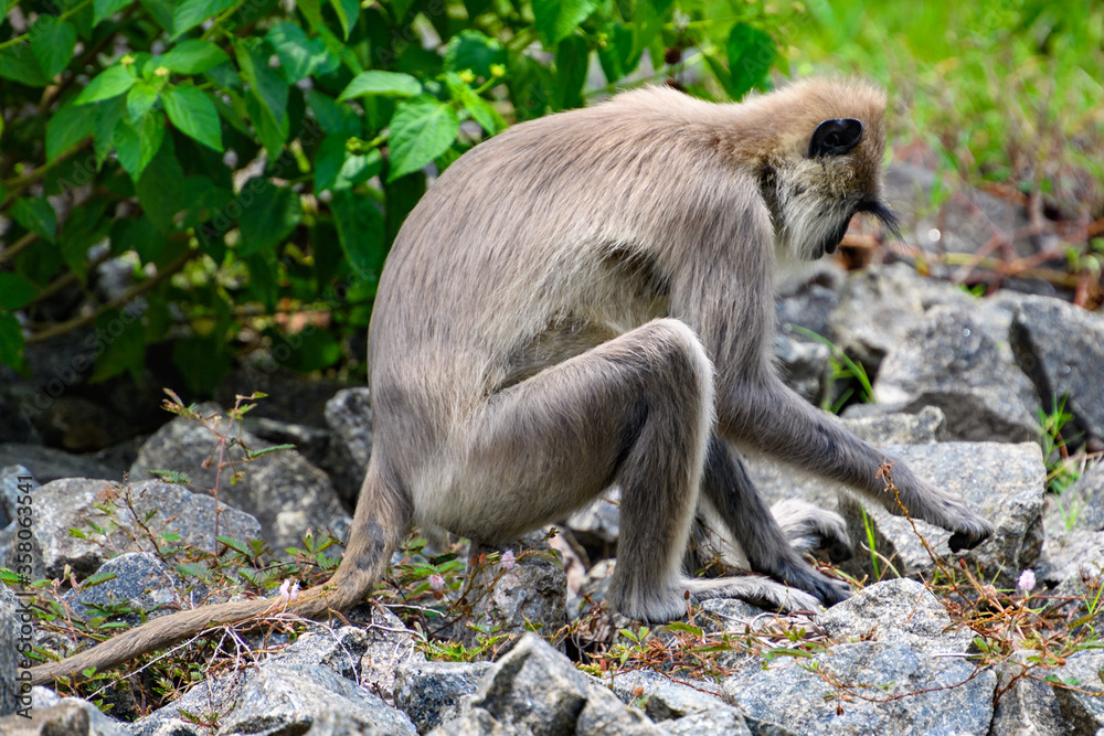 Monkey on the stones in wilderness, Sri Lanka