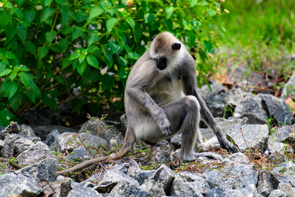 Monkey on the stones in wilderness, Sri Lanka