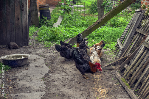 Adult hens eat grain in the yard of a rural house. Farm life in Ukraine, growing chickens