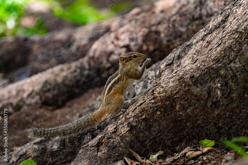 Small quirrel on a tree in Sri Lanka © Anton Ivanov Photo