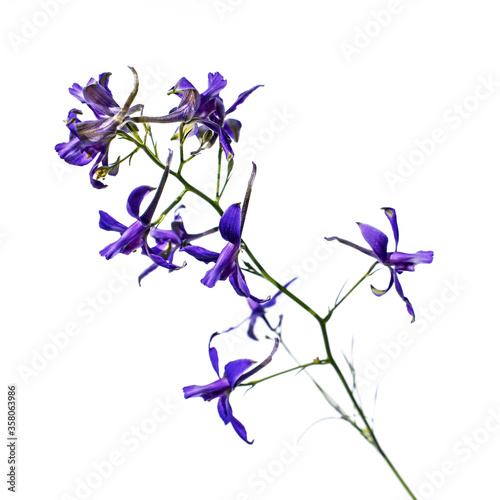 A branch with blue flowers of the consolida regalis isolated on a white background, close-up. Meadow flower known as forking larkspur, rocket-larkspur, and field larkspur photo