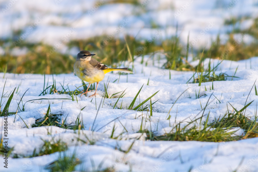 Grey Wagtail (Motacilla cinerea)