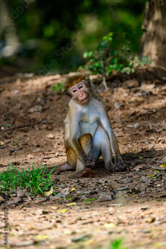 Monkey in wilderness, Sri Lanka © Anton Ivanov Photo