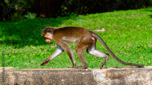 Monkey in wilderness, Sri Lanka