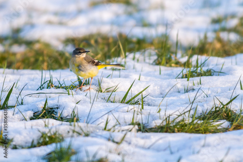 Obraz na płótnie Grey Wagtail (Motacilla cinerea) w salonie