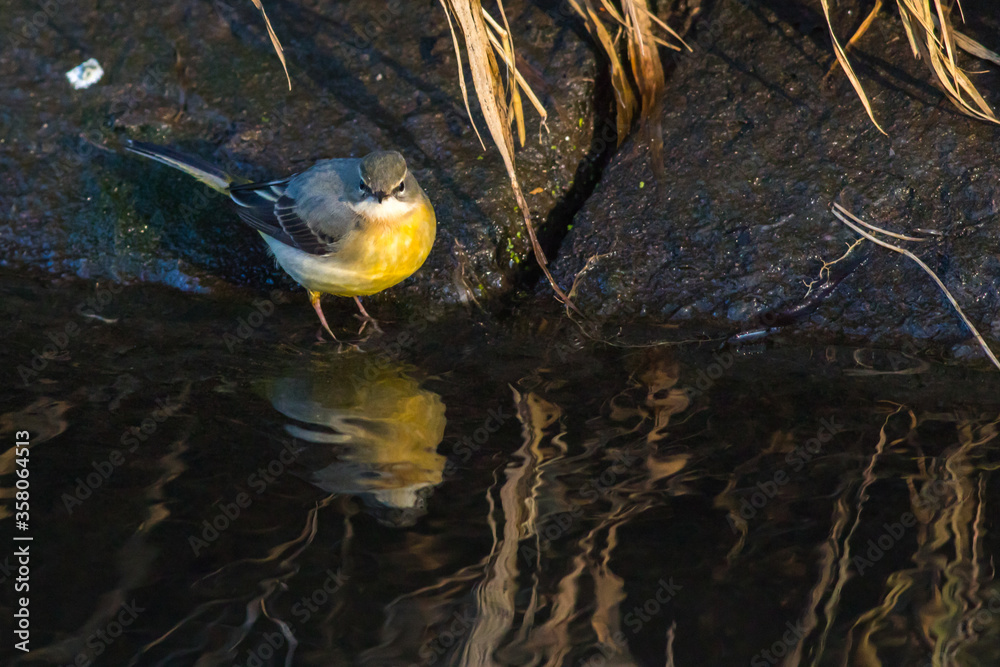 Grey Wagtail (Motacilla cinerea)