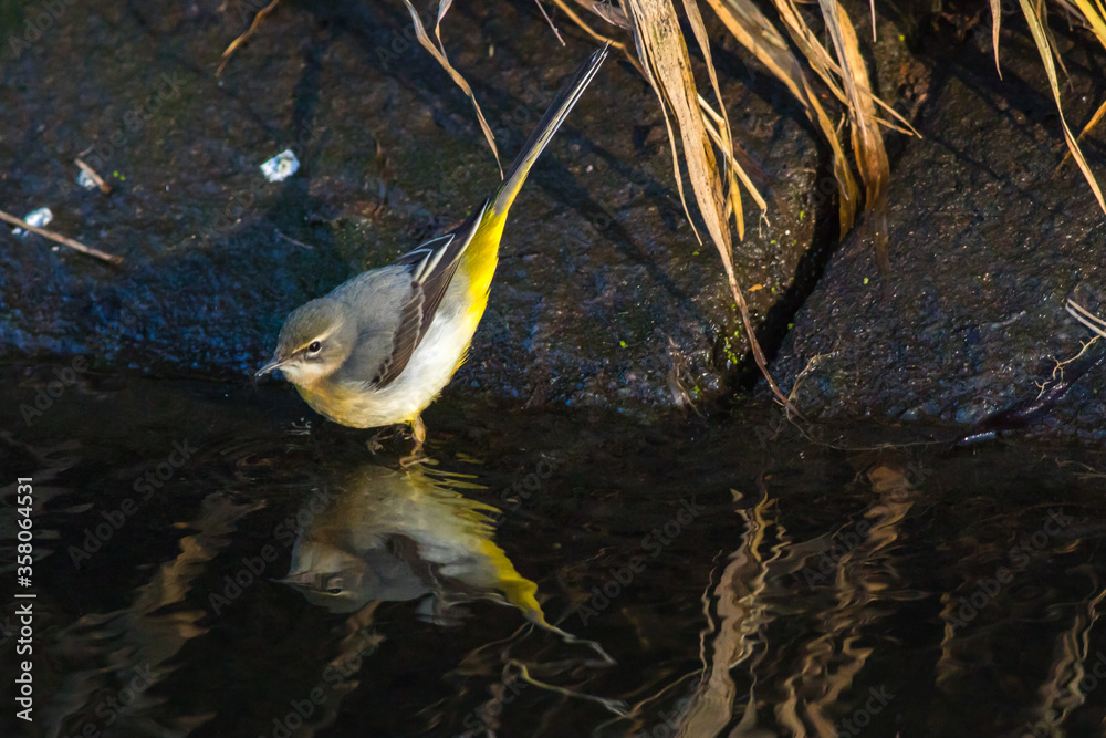 Grey Wagtail (Motacilla cinerea)