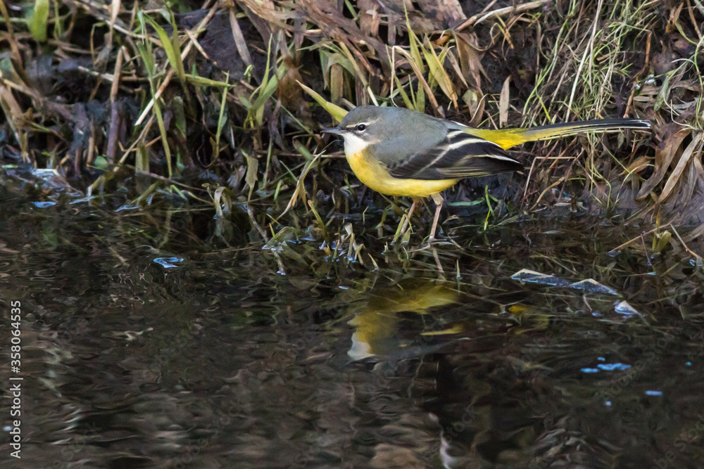 Grey Wagtail (Motacilla cinerea)