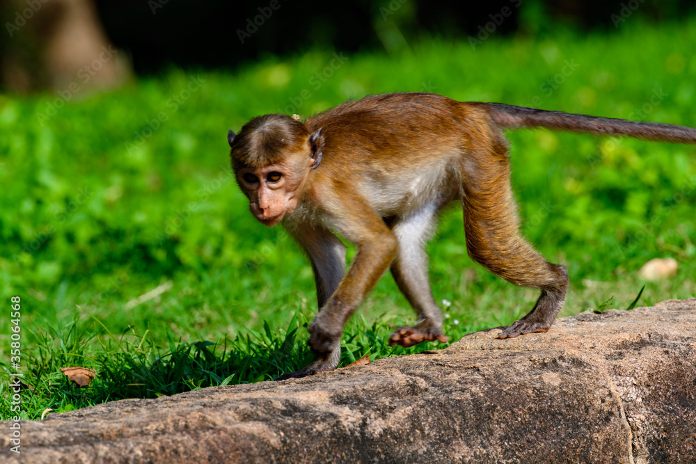 Monkey in wilderness, Sri Lanka