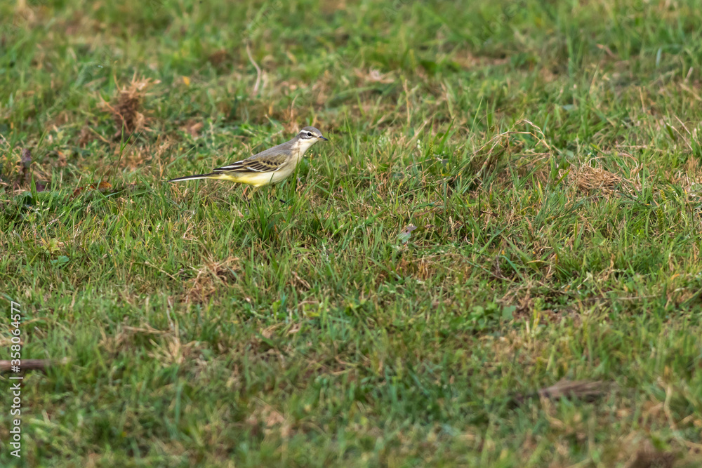 Grey Wagtail (Motacilla cinerea)