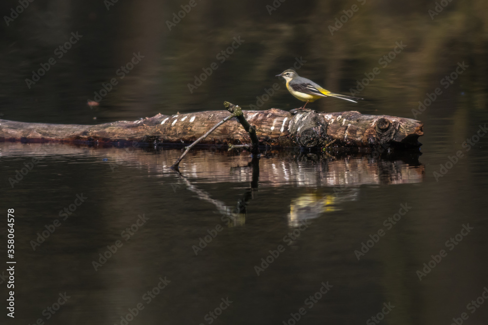 Grey Wagtail (Motacilla cinerea)