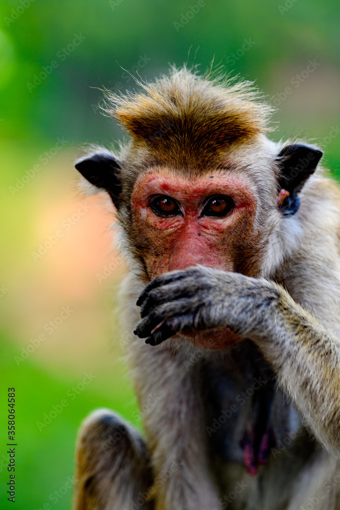 Obraz premium Monkey close up in wilderness, Sri Lanka