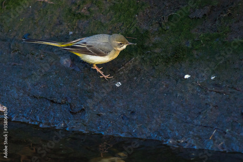 Grey Wagtail (Motacilla cinerea)