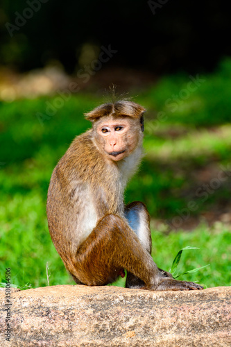Monkey in wilderness  Sri Lanka