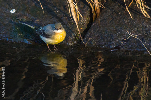 Obraz na płótnie Grey Wagtail (Motacilla cinerea) w salonie