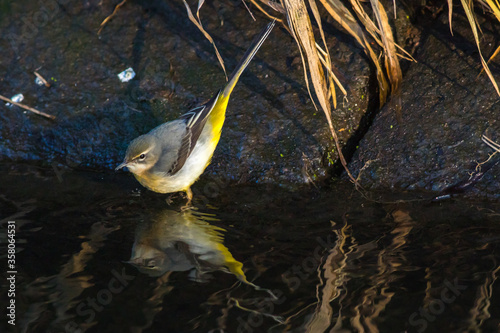 Obraz na płótnie Grey Wagtail (Motacilla cinerea) w salonie