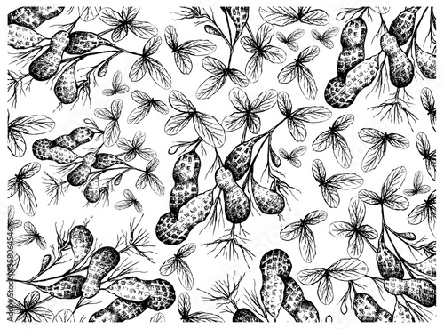 Illustration Wallpaper Background of Hand Drawn Sketch Fresh Peanuts or Groundnut with Groundnut Plants With Groundnuts And Roots, Good Source of Dietary Fiber, Vitamins and Minerals.
