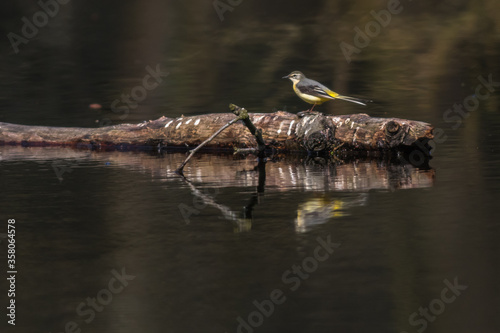 Obraz na płótnie Grey Wagtail (Motacilla cinerea) w salonie