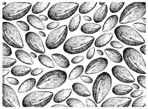Illustration Wallpaper of Hand Drawn Sketch of Argan or Argania Spinosa Seeds, Used for Cosmetic Purposes.
