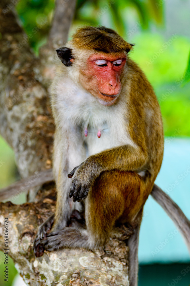 Monkey on the tree in wilderness, Sri Lanka Monkey on the tree in wilderness, Sri Lanka